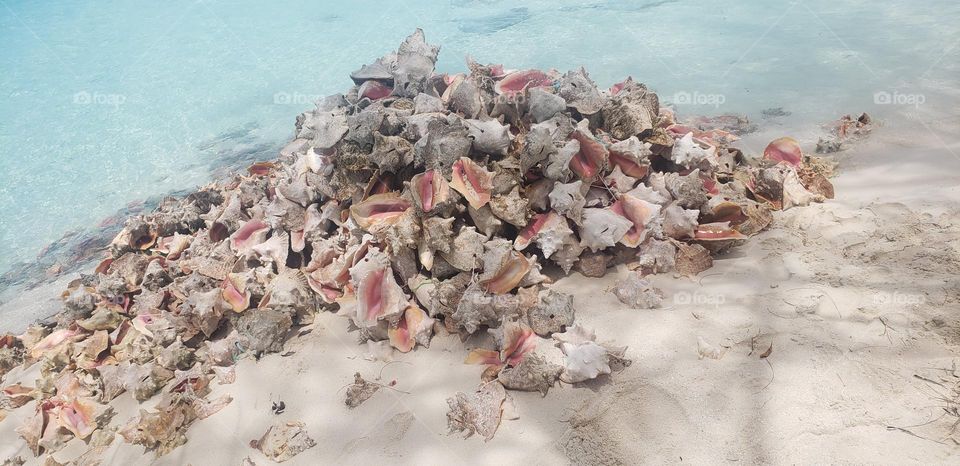 a bunch of 🐚 shells