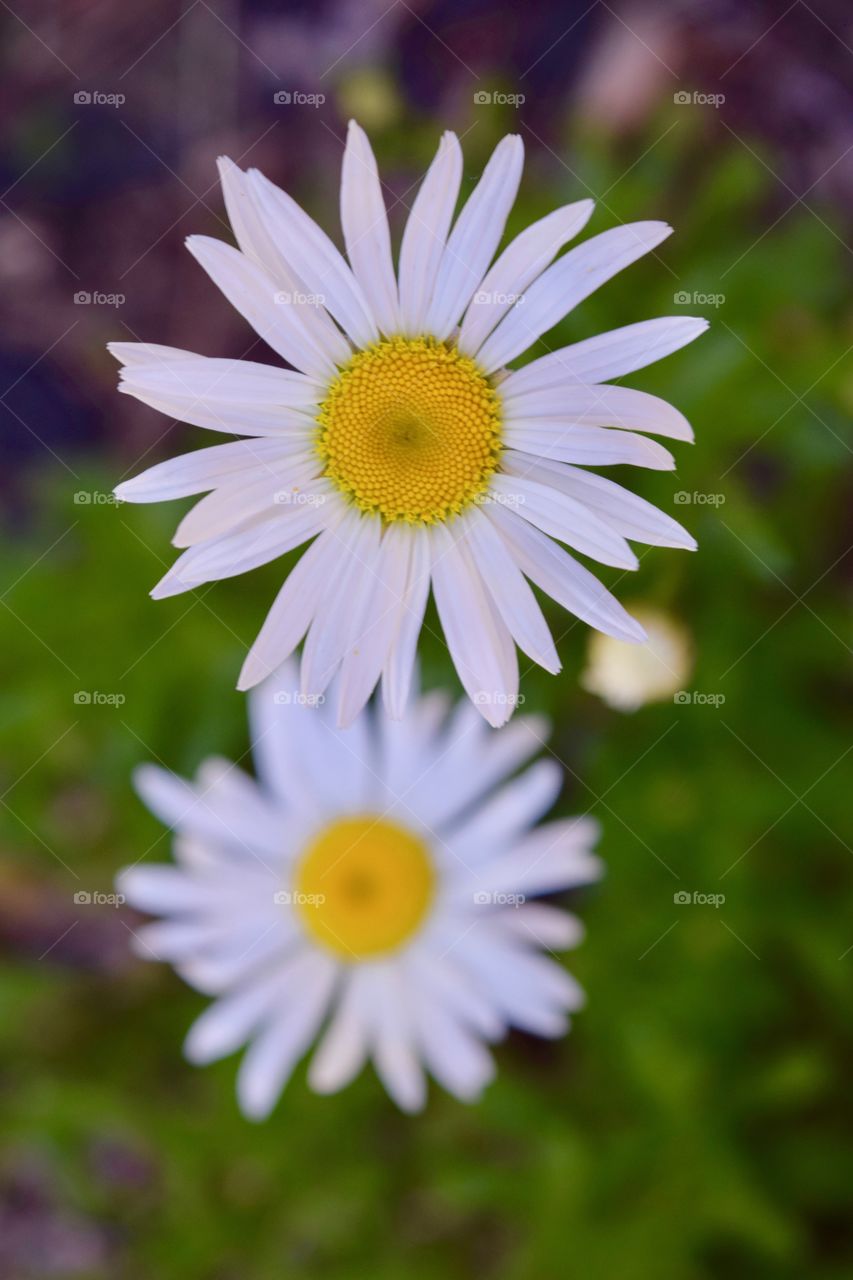 White daisies 