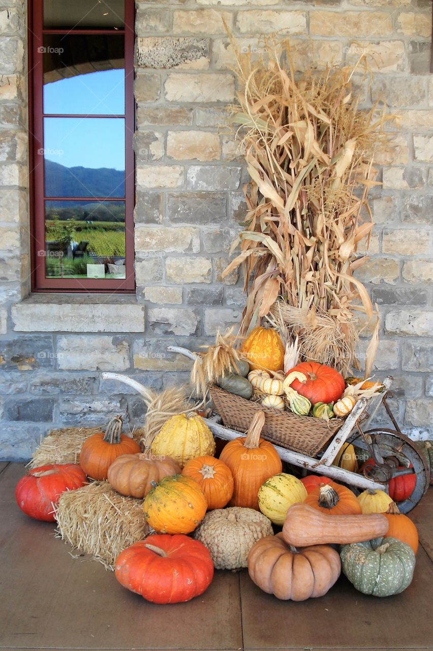 Autumn display. Corn stalks and pumpkins