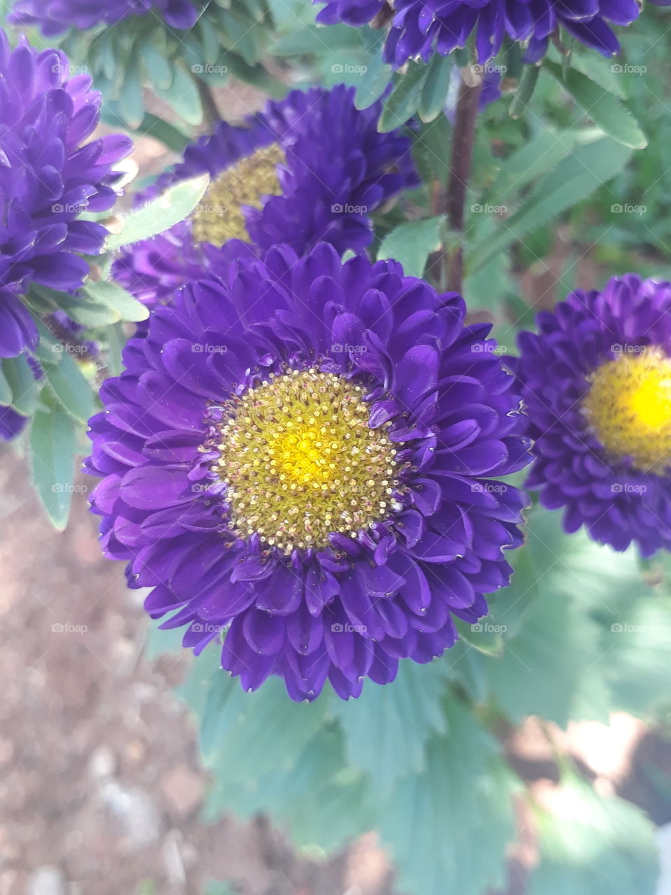 The dark purplish flowers.