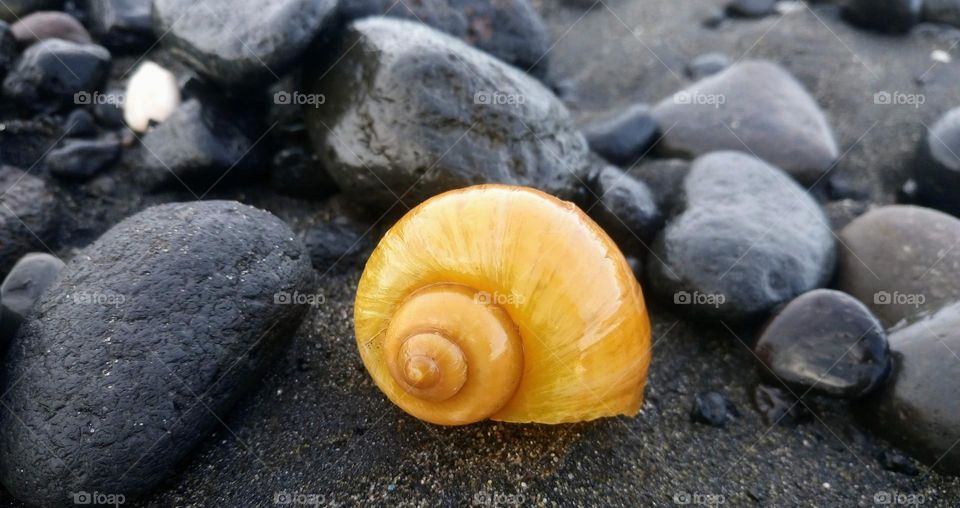 Yellow shell on the coast 🟡🐚