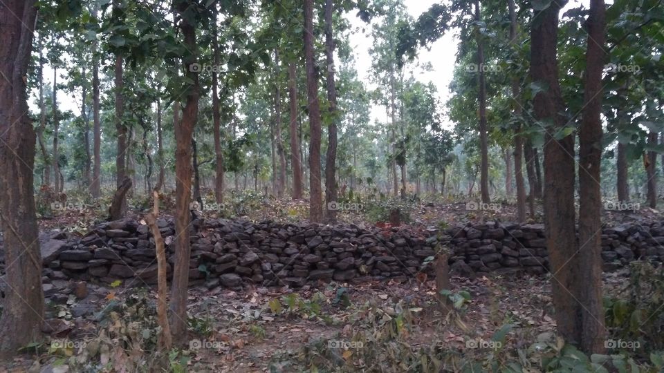 trees in the jungle and stored stones.