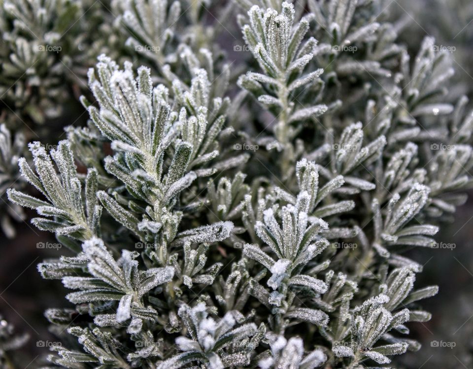 Winter rosemary 