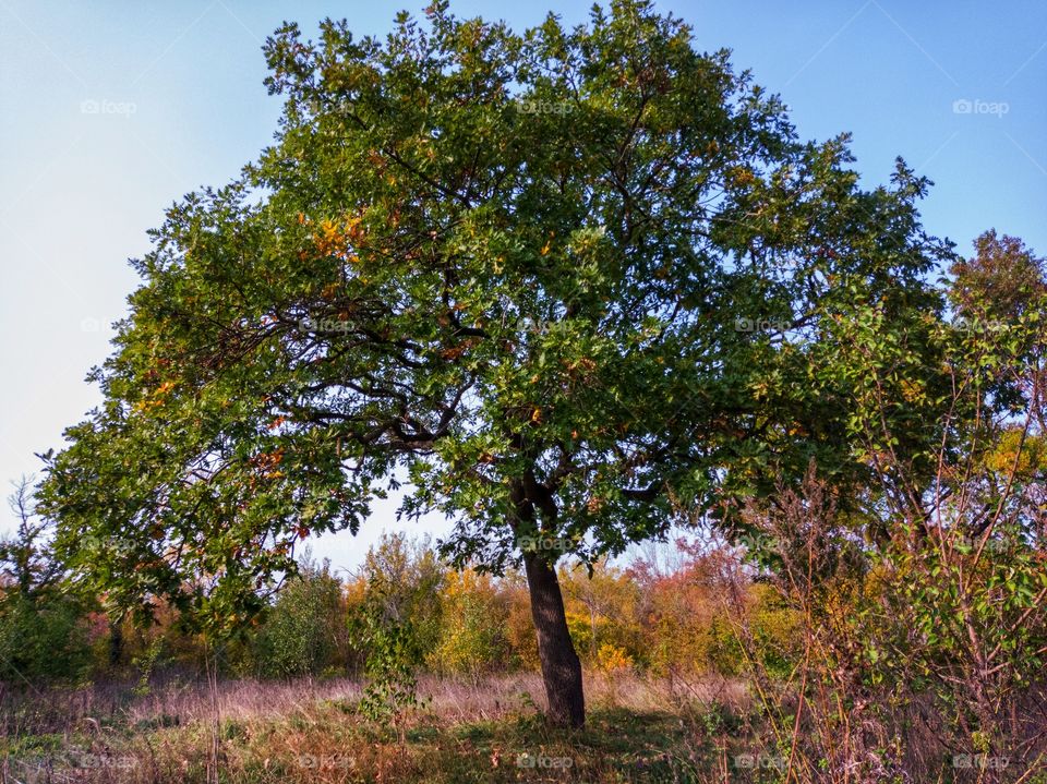 A large oak tree in a clearing in the forest. Autumn.