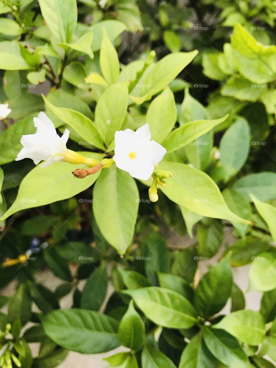 White flower with leves