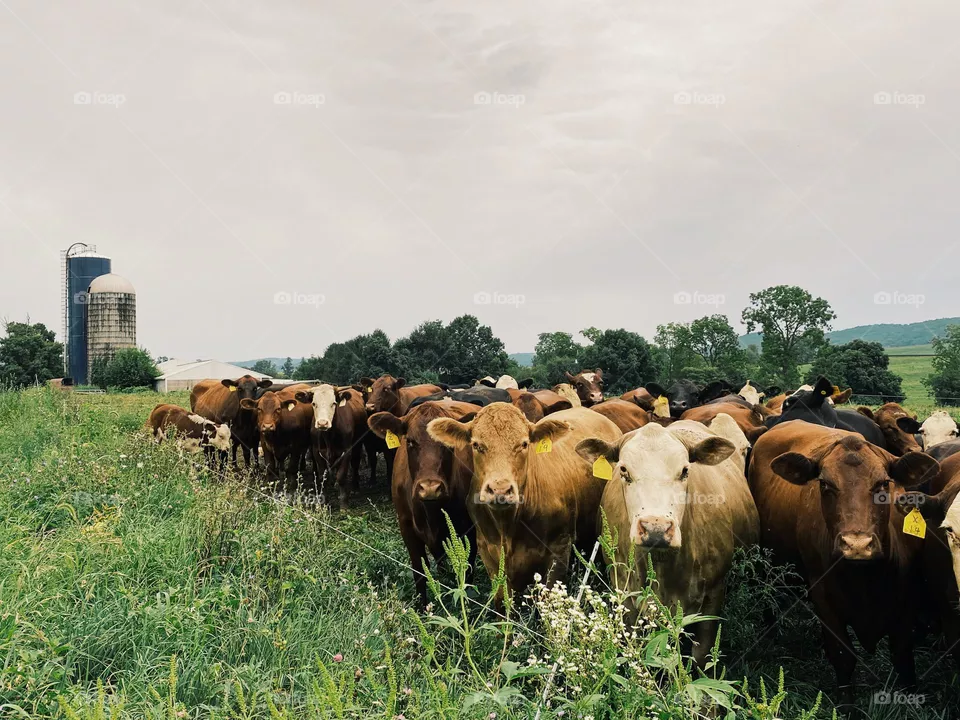 Cows