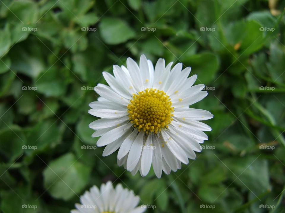 Wild daisy