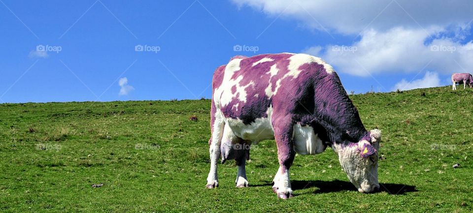 Violett cow. Violett cow, they are real ;-)
