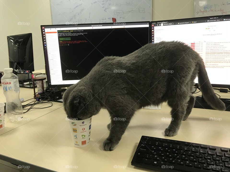 Cats on the work 