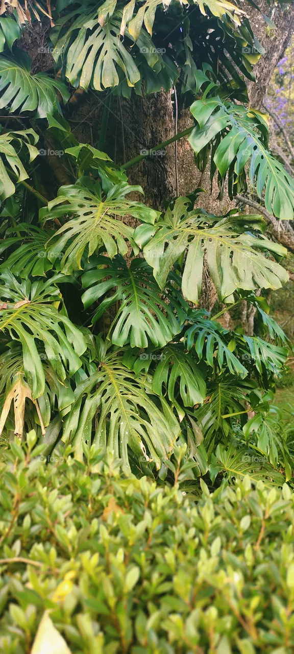 tropical green leaf