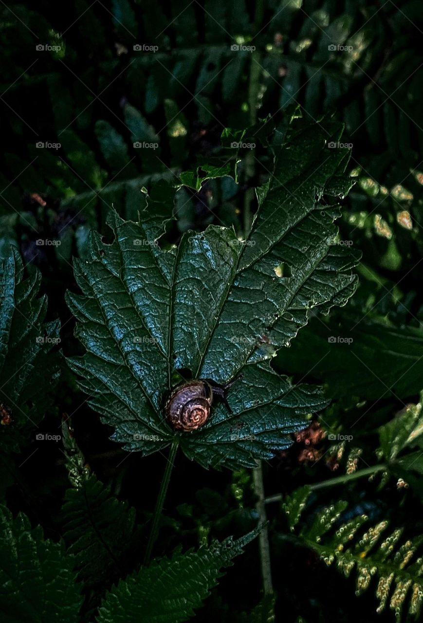 Nature forest background 