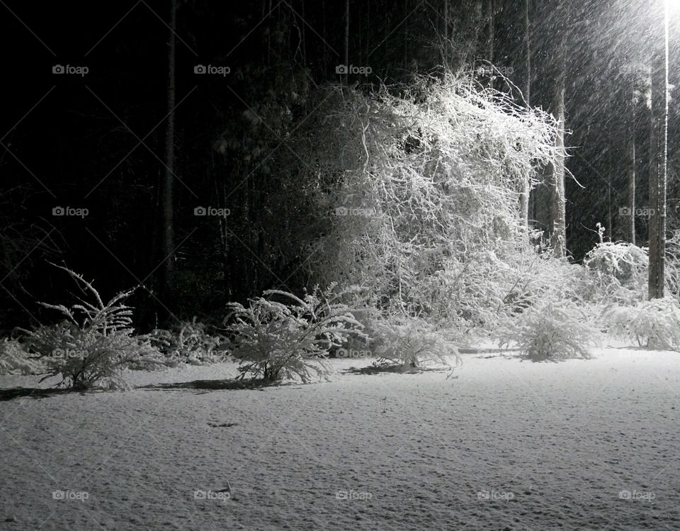 Snowy night * Noche nevada