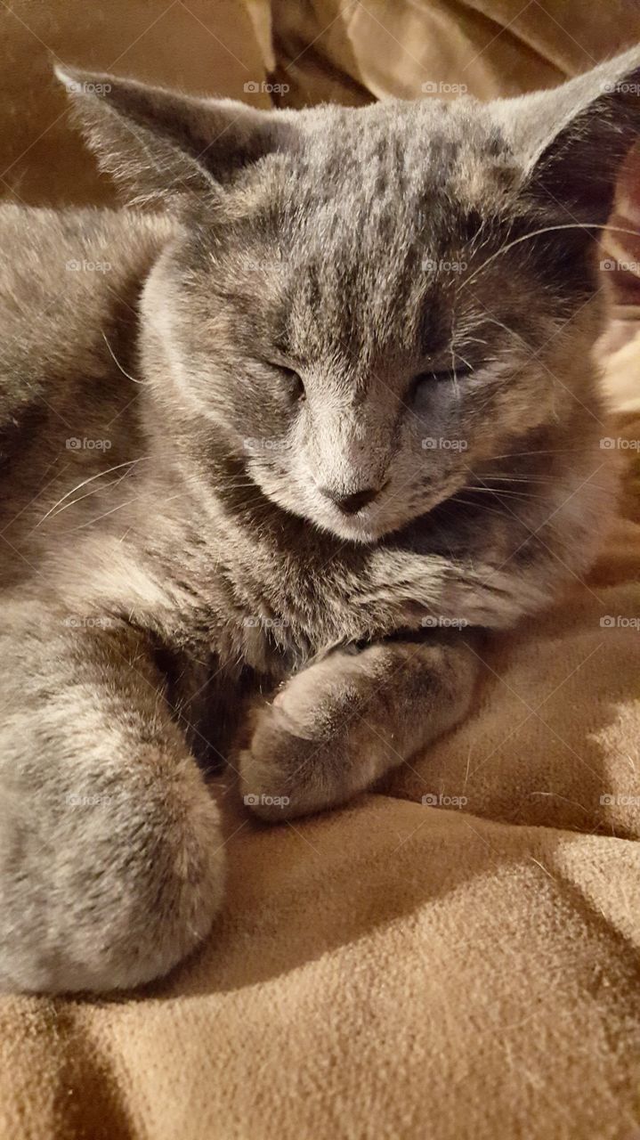 kitty cat sleeping close up