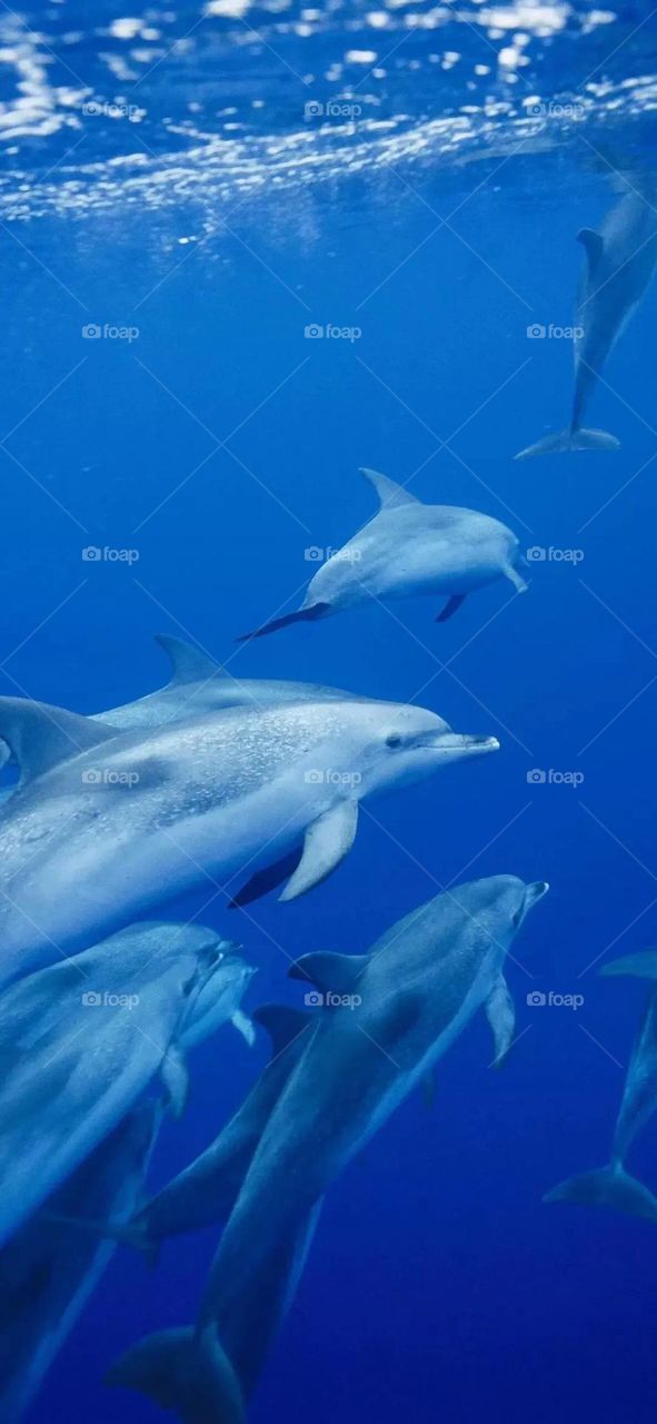 White dolphins in blue ocean