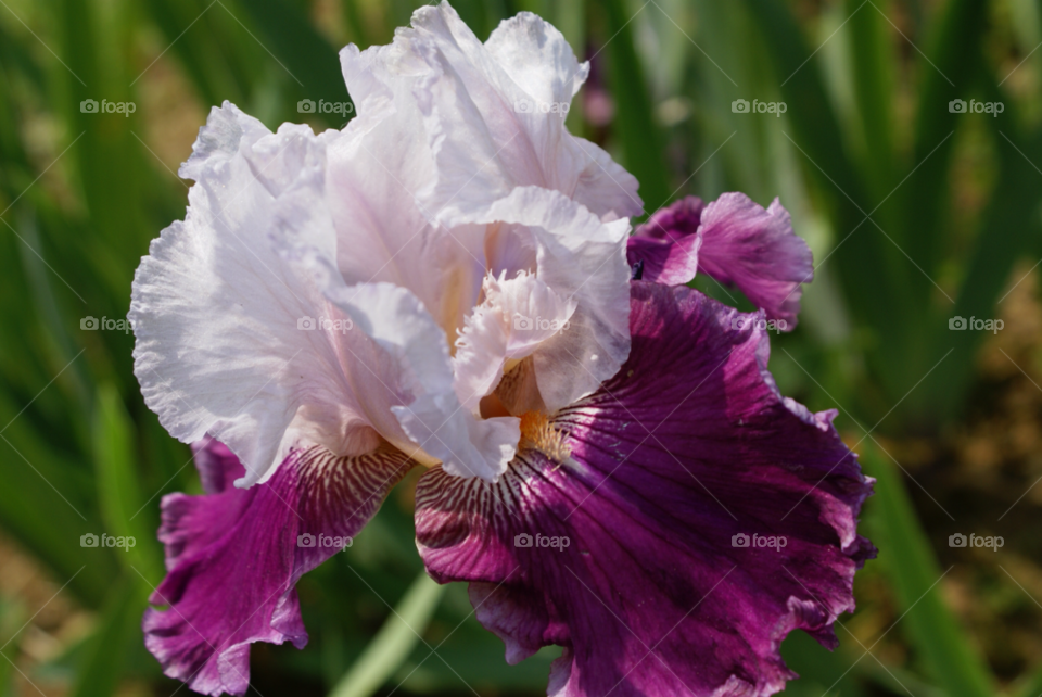 florence italia iris flower florence beautiful summertime by lgt41