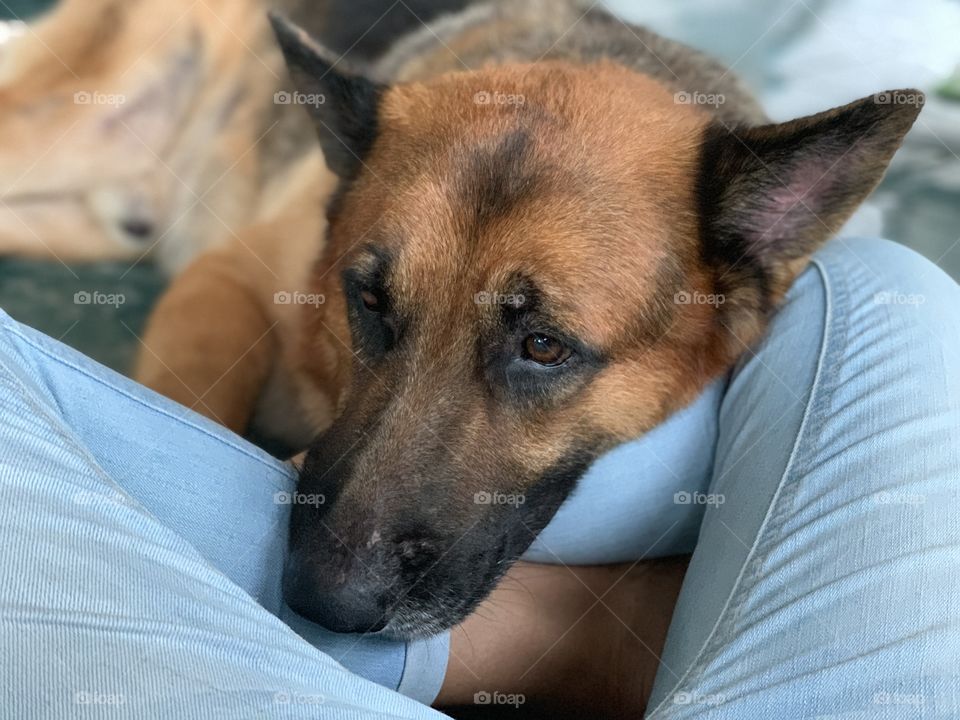 When your dog need to be closed and needed just give them your lap