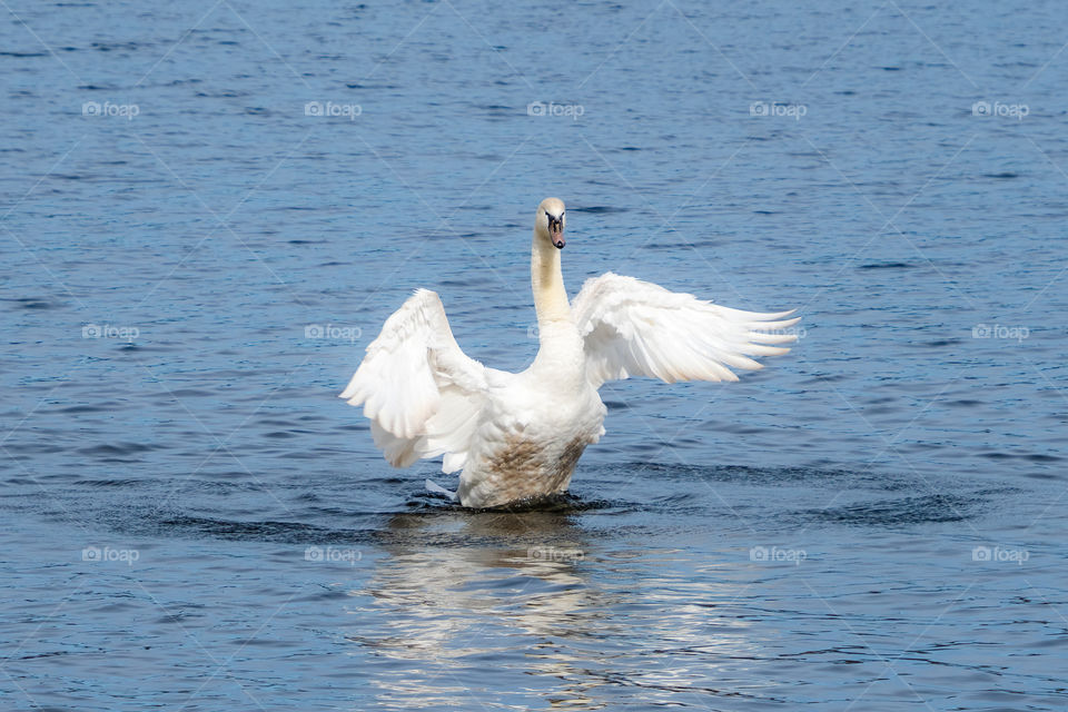 The angelic wings of a swan are quite unique in beauty. 