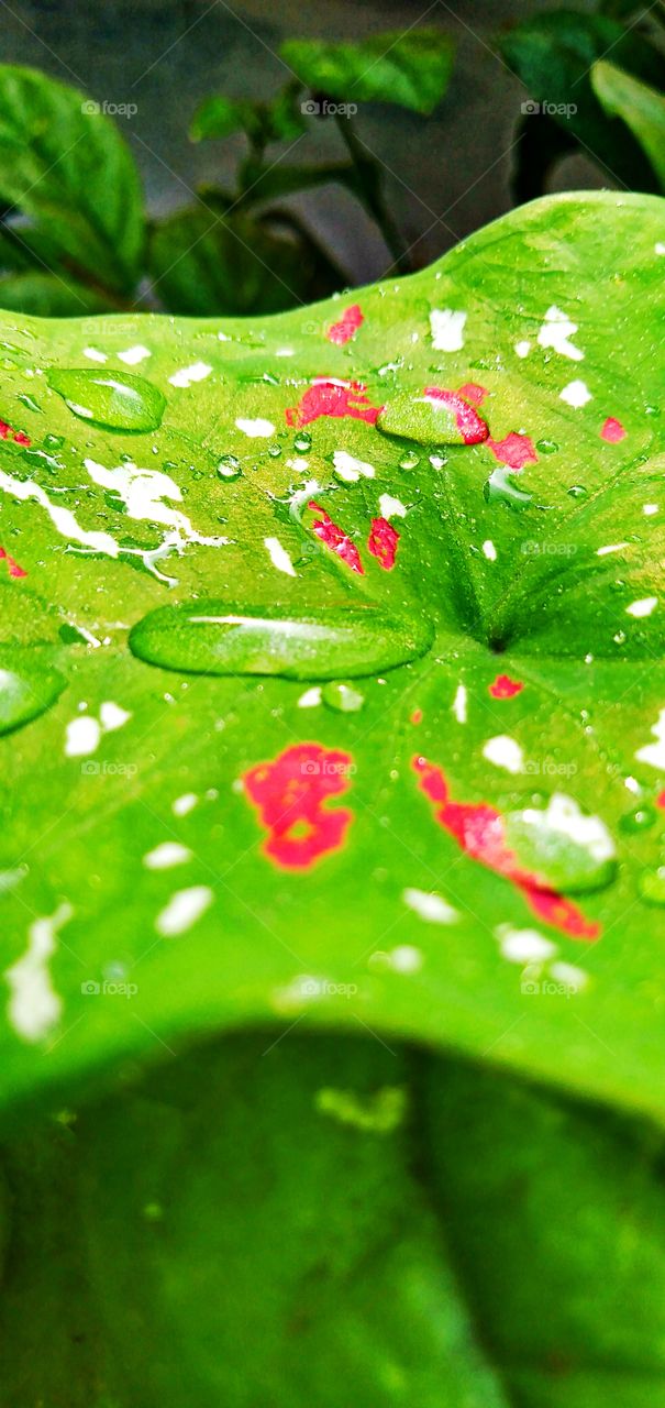 beautiful drops of water lying in the leaves