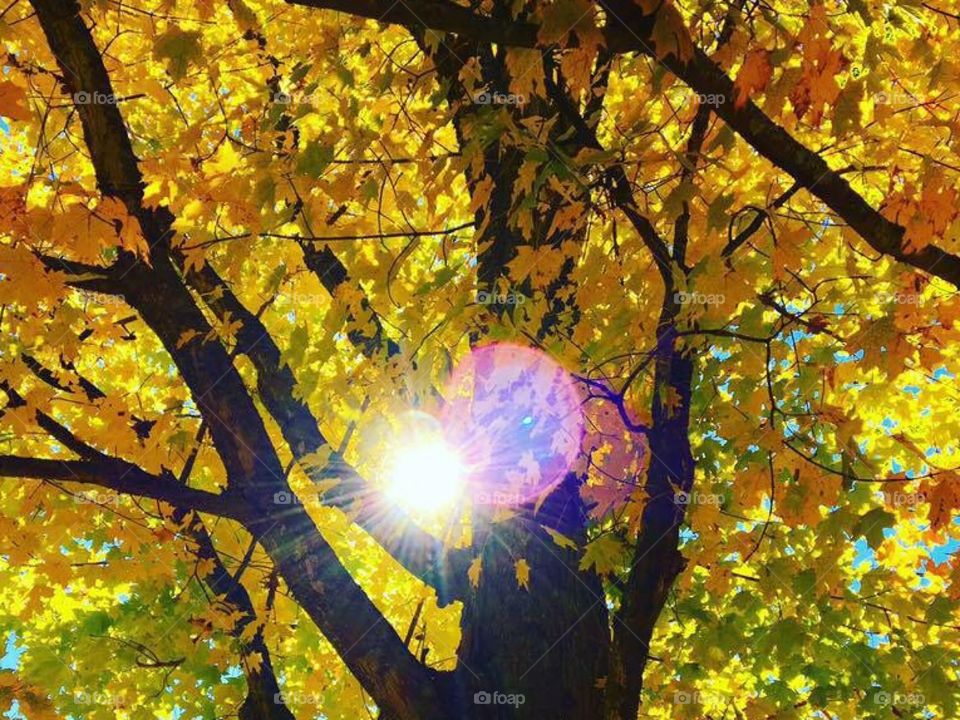 Sun shines through a tree