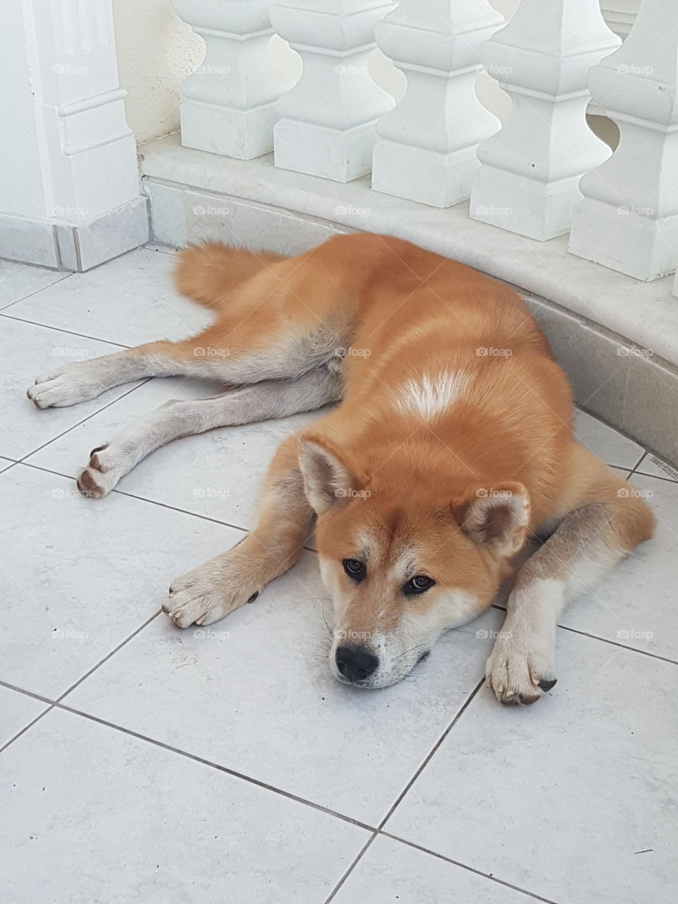 akita inu rest