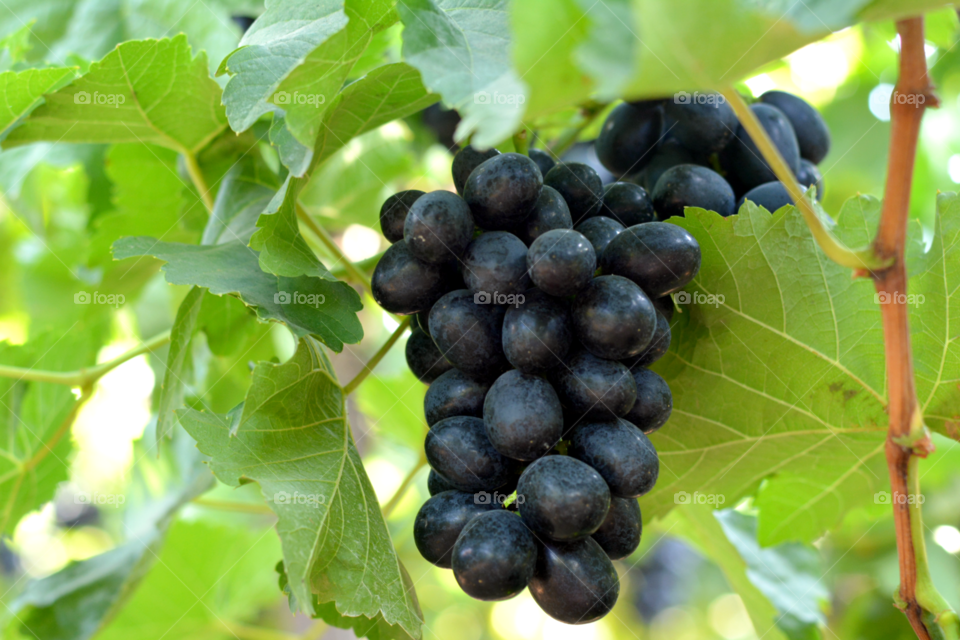 Black grapes !