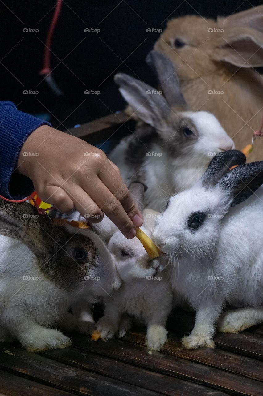 feed the rabbit with carrot pieces