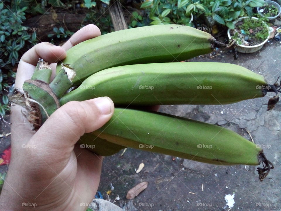 Uma penca de banana do quintal de casa.