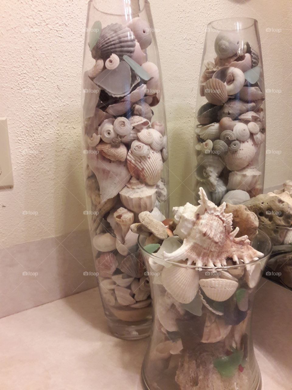 collection of seashells.