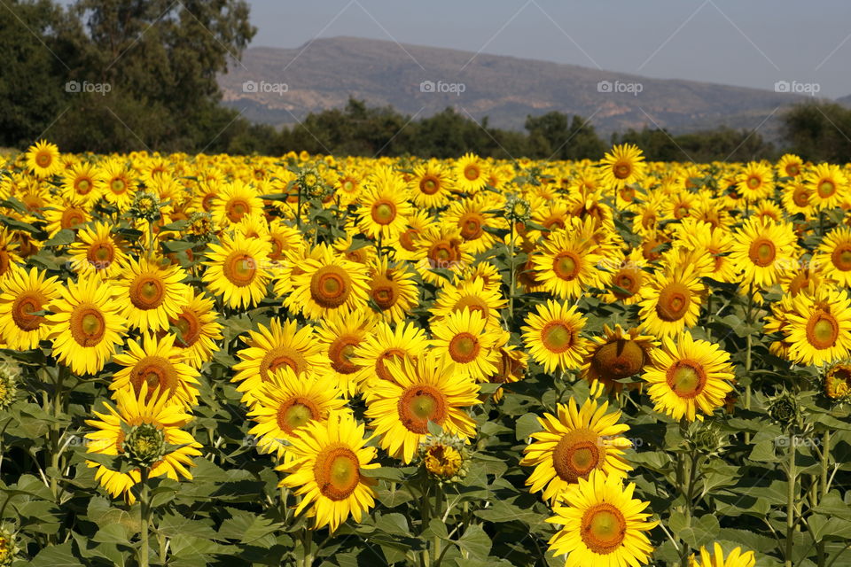 Sunflower Field