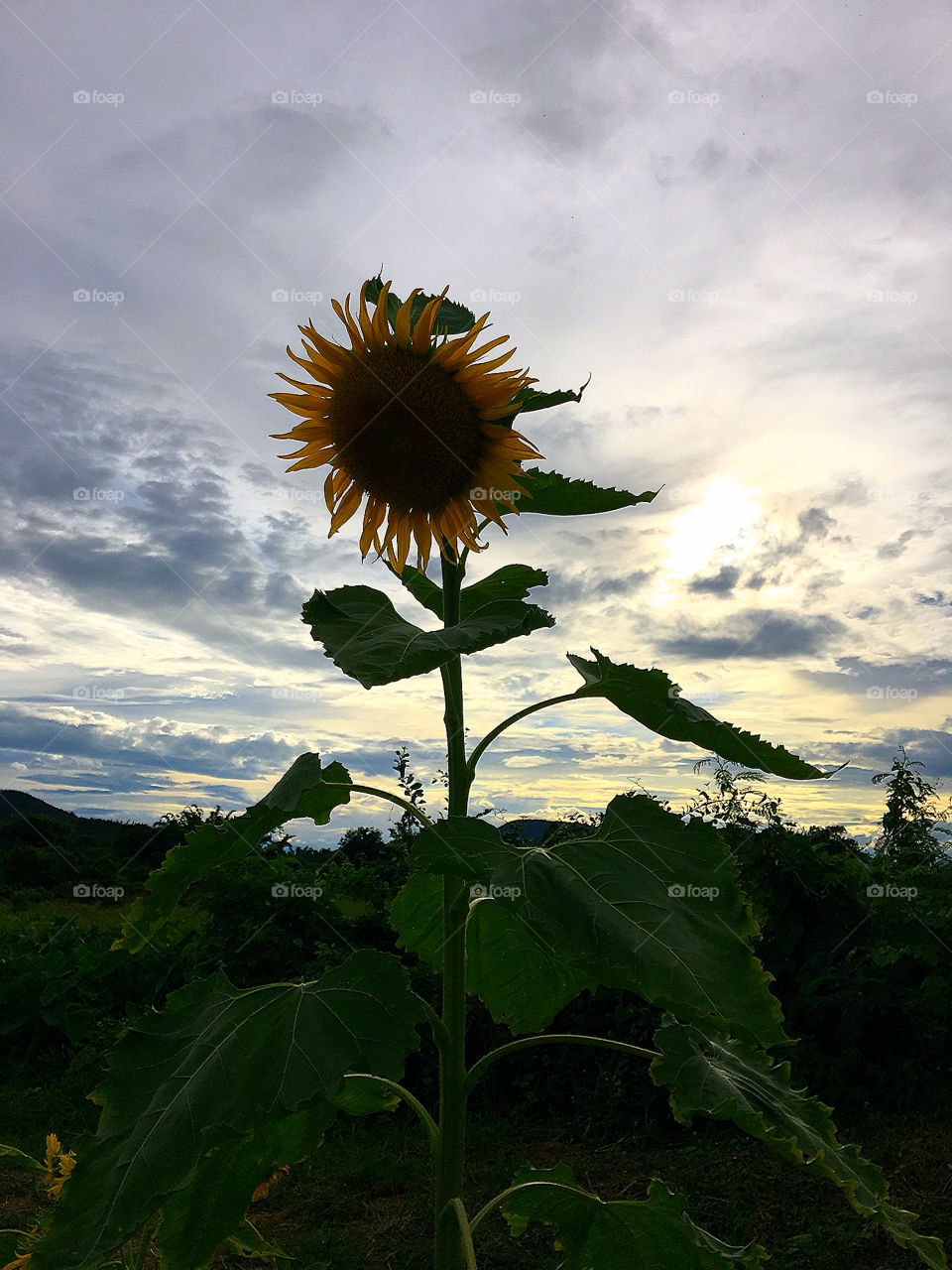 When Sunflower say goodbye to the sun