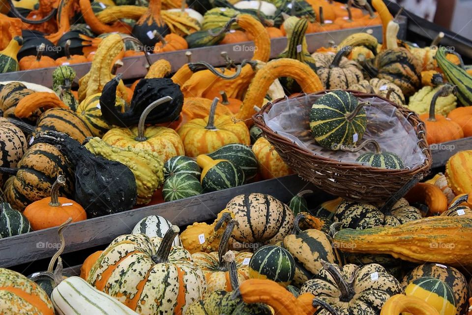 Gourds
