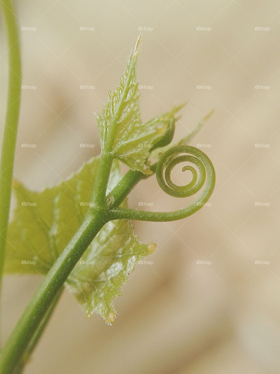 ivy gourd. green ivy gourd