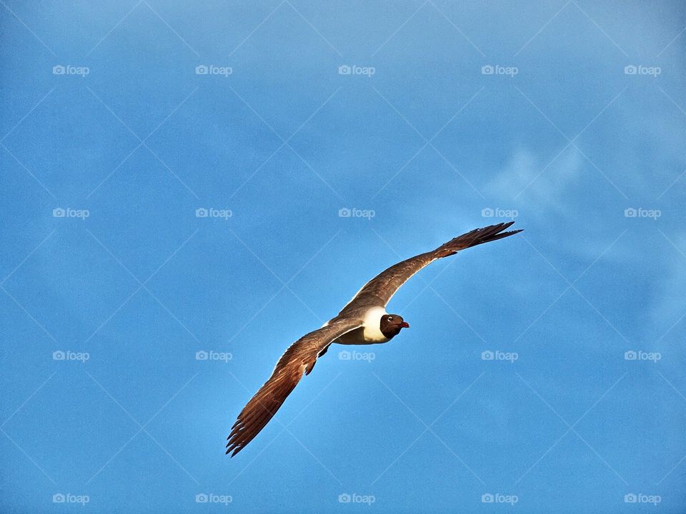Birds-sky/ Olympus E620