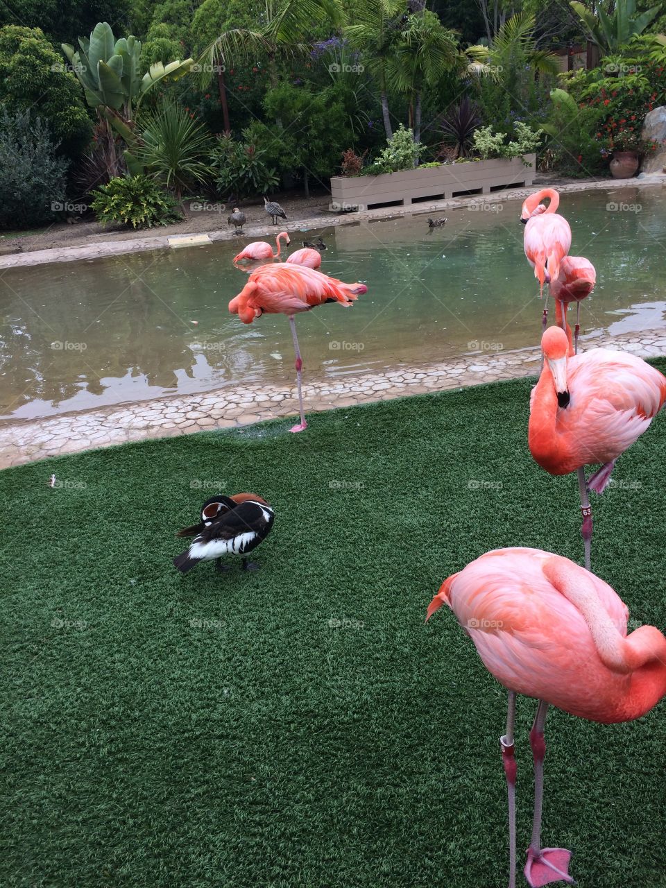 flamingos