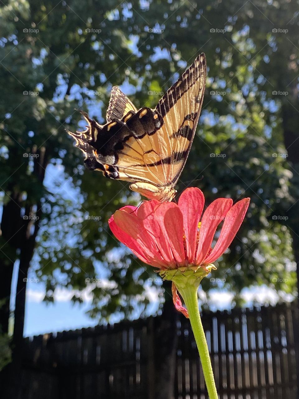 Eastern yellow swallowtail butterfly on zinnia 