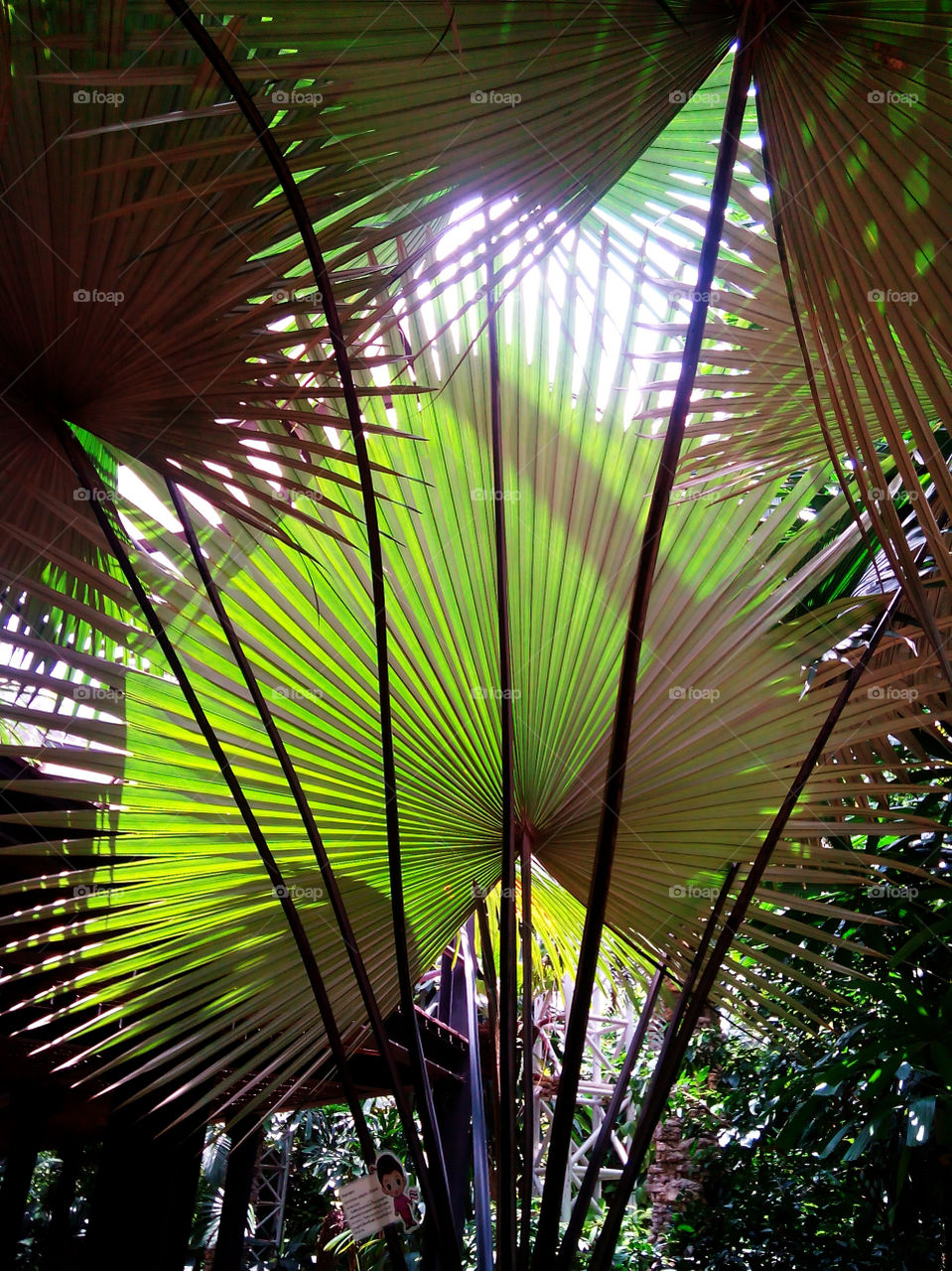 garden. palm leaf