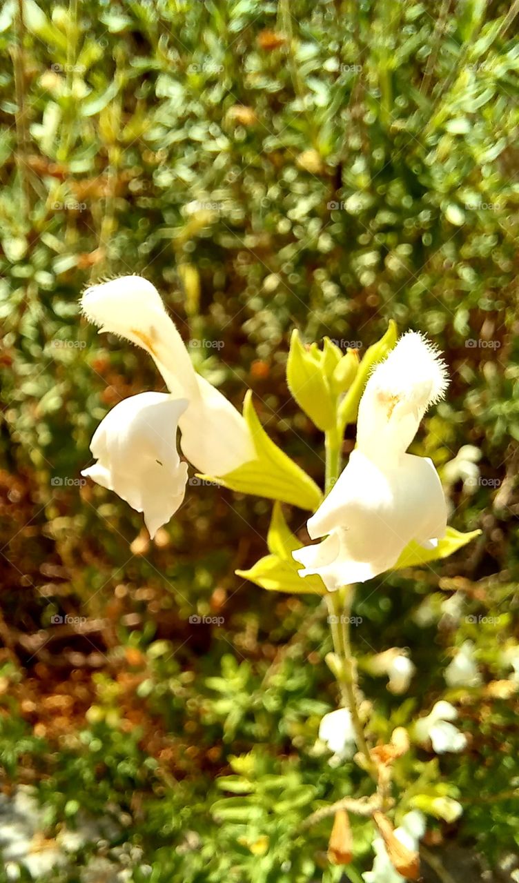 Antirrhinum majus