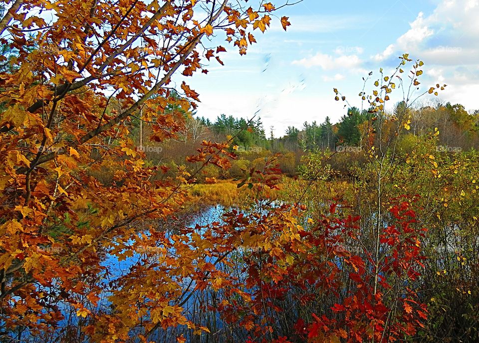 Multi Colors of Fall