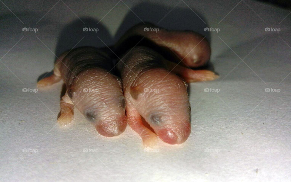 cute baby mice