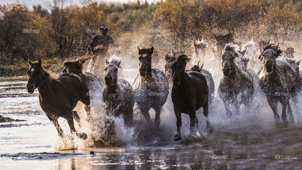 horses running in the river