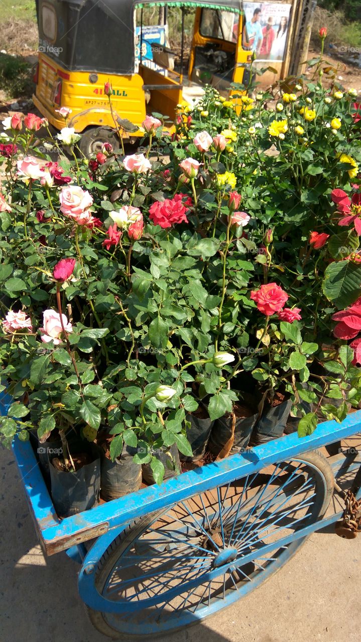 lovely flower verry nice good