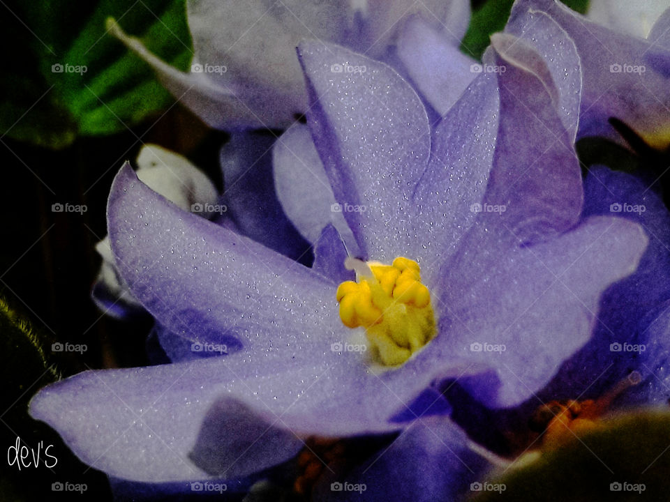 Love speaks in flowers. Truth requires thorns 

--- Leigh Bardugo