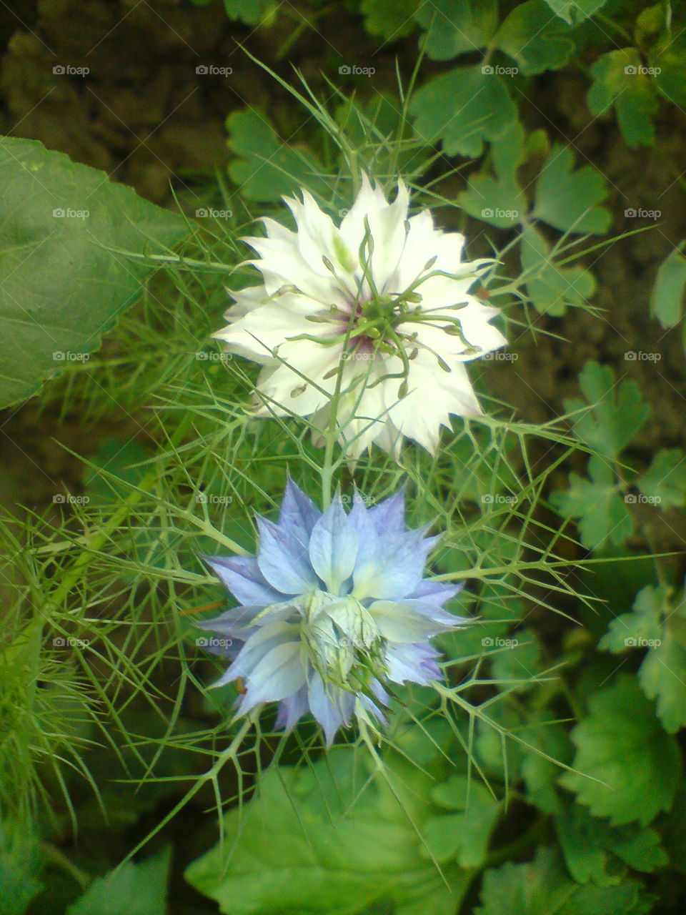 Flower