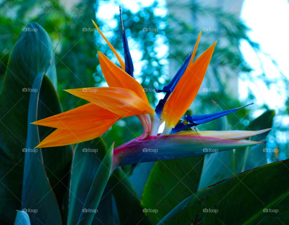 Bird of Paradise 