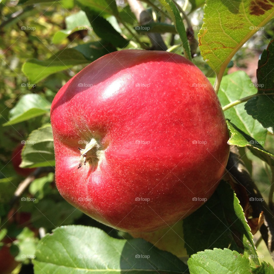 A red apple in a vegetable garden