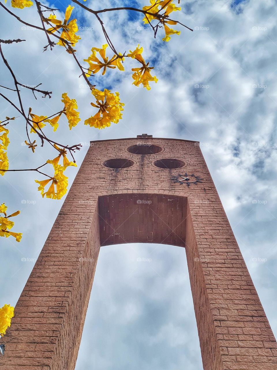 Ipes na torre da Matriz