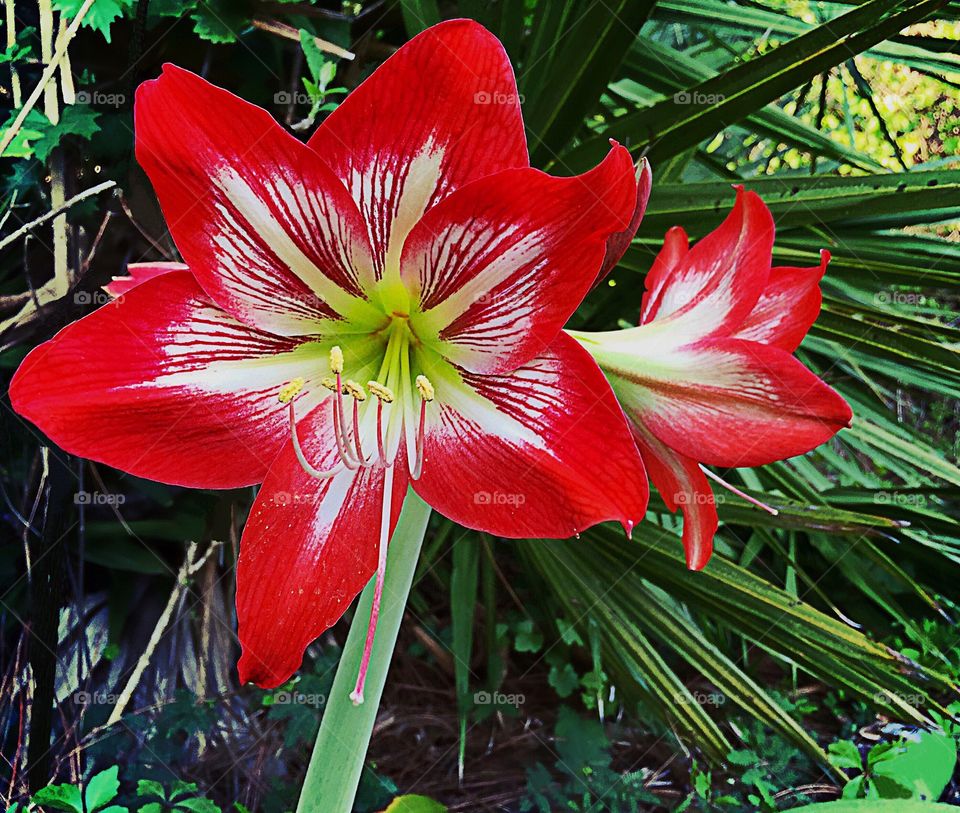 Beautiful red and white lilies in the Springtime.