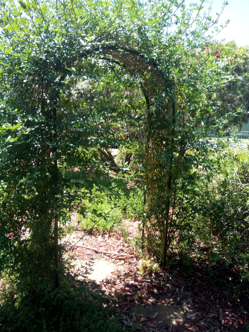 Secret garden through the arch way