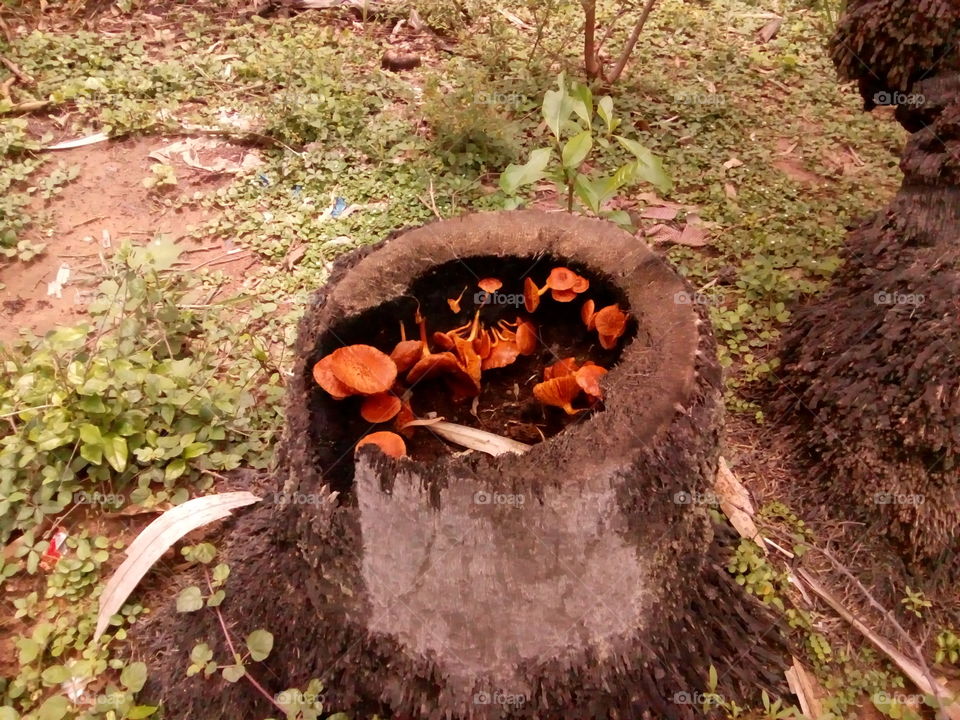 fire mushroom