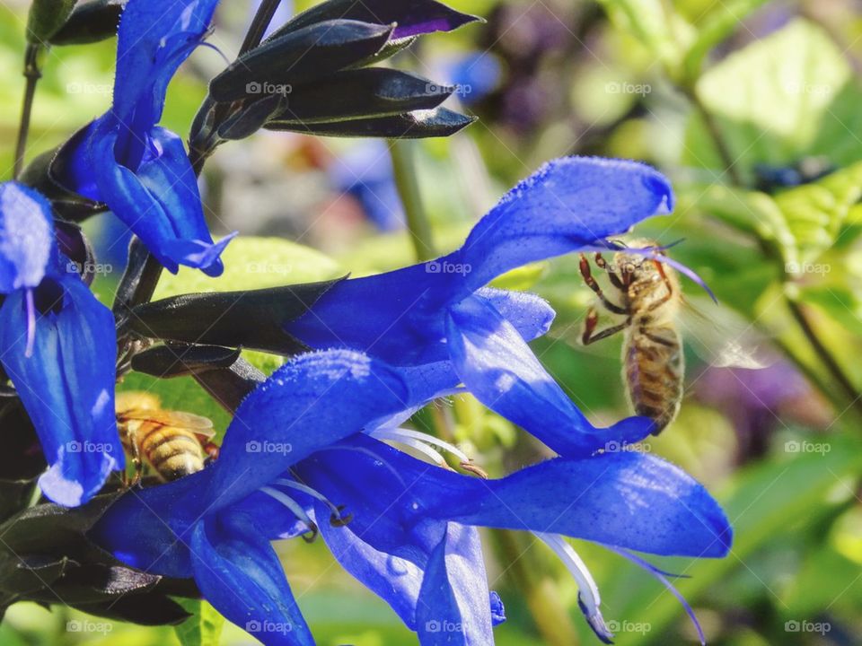 Pee Pollinating Blue Flower